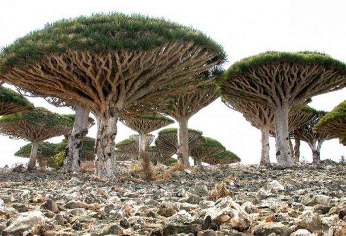 türkiye nin yemen e askeri müdahalesi