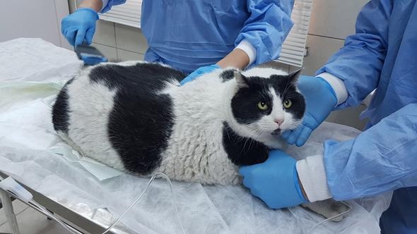 18 kiloluk kedi