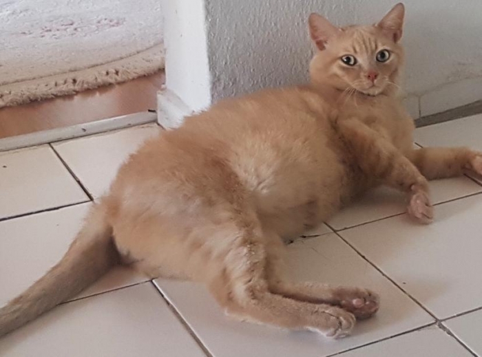 kayıp kedi