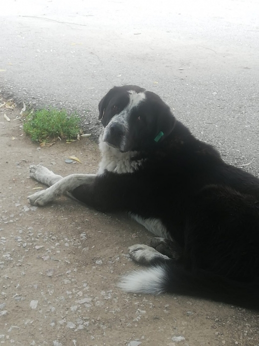 ankara da yaşanan köpek vahşeti