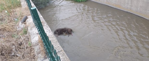 ankara da yaşanan köpek vahşeti