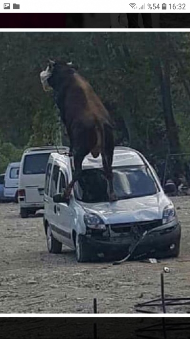 kaçan kurbanlığın aracınızi pert etmesi