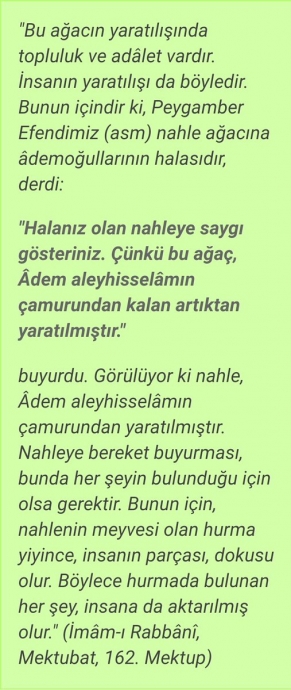 homo saphiens in halası