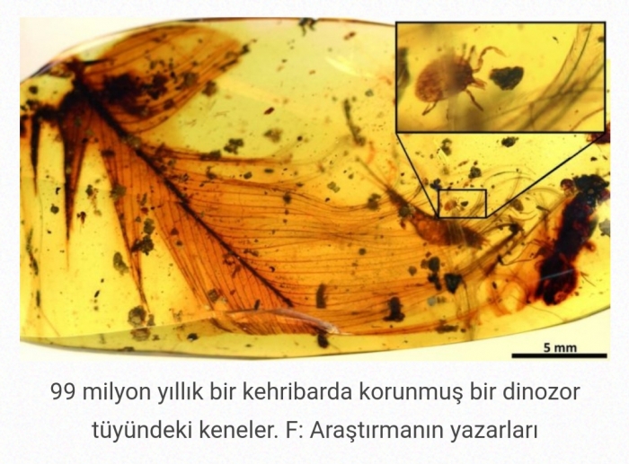 100 milyon yıllık dinozor tüyünde kene bulunması