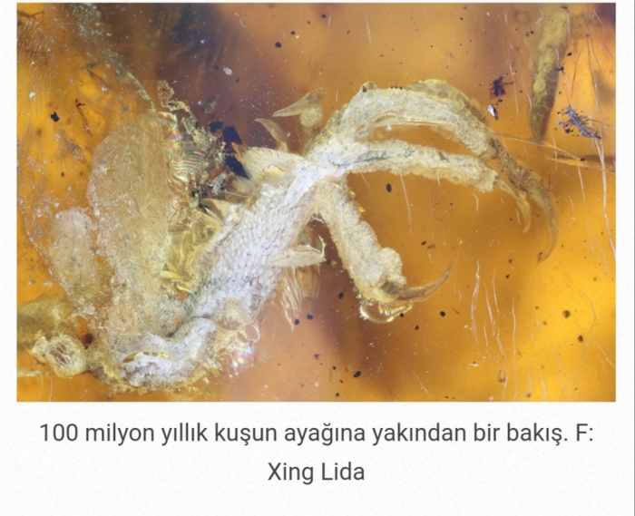 kehribar içinde 100 milyon yıllık yavru kuş fosili