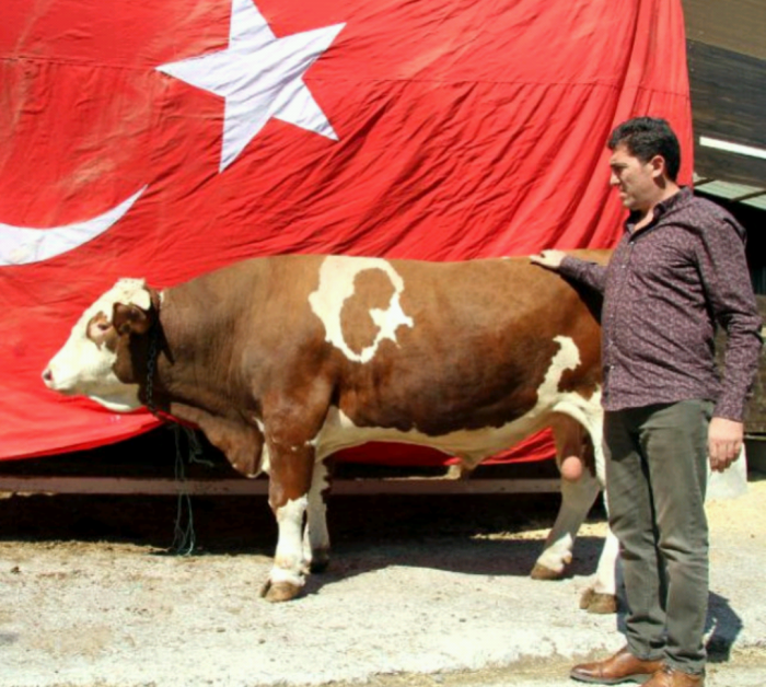 doğuştan ayyıldızlı öküzün 29 ekimde kesilmesi