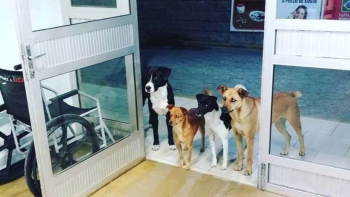 evsiz adamı hastane kapısında bekleyen köpekler