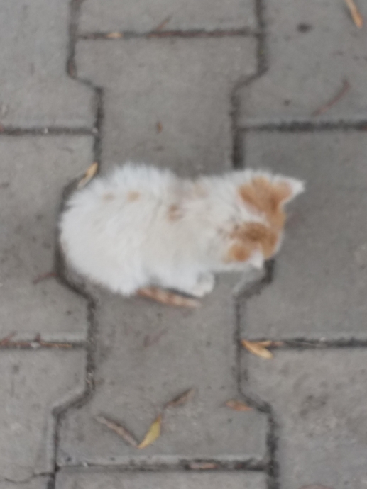 sözlük yazarlarının kedileri