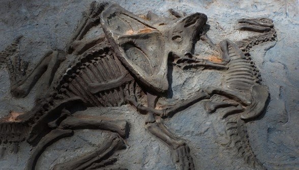 dinozor fosilinde kemik iliği kanserinin bulunması