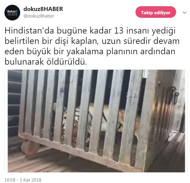 13 insanı yiyen kaplanın öldürülmesi