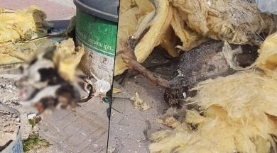 konya da çöplükte yanmış köpek ölüsü bulunması