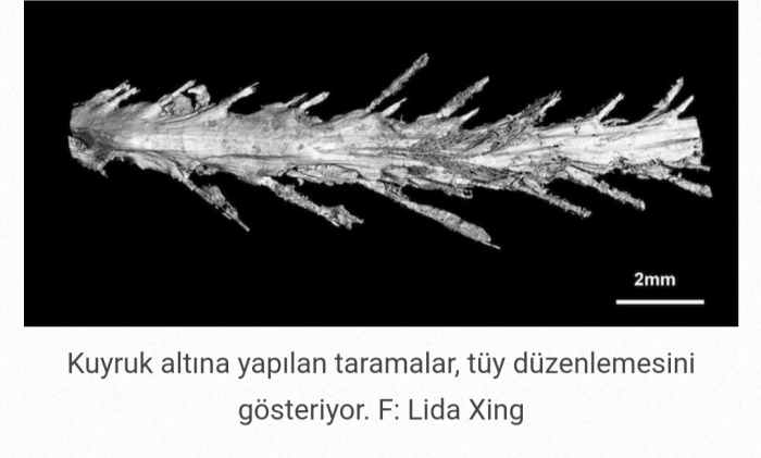 ilk defa dinozor kuyruğunun keşfedilmesi