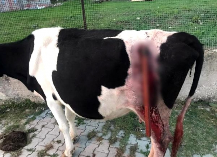 kalçasına balta saplanmış halde bulunan inek