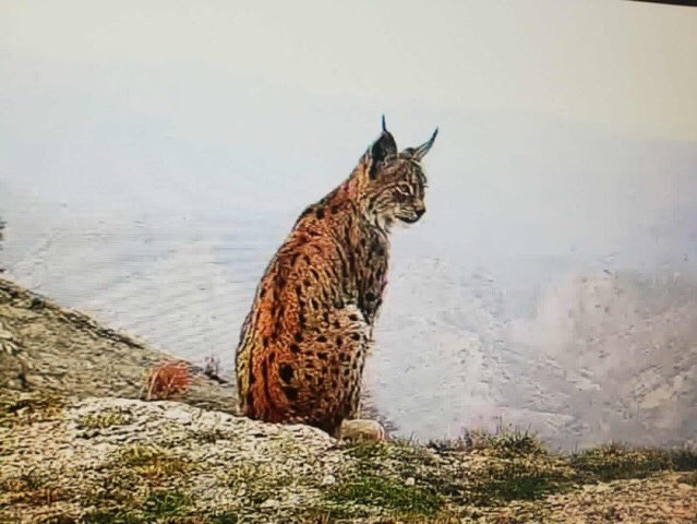 şırnak ta jöh lere poz veren karakulak