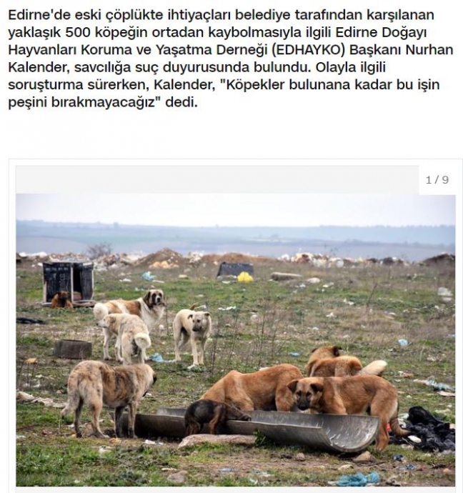 edirne de 500 köpeğin ortalıktan kaybolması