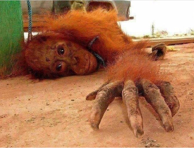 endonezyada fahişeliğe zorlanan orangutanlar