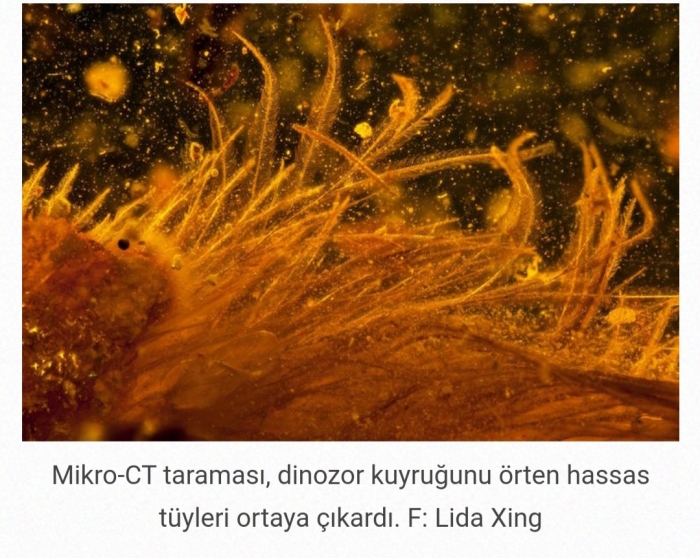 ilk defa dinozor kuyruğunun keşfedilmesi