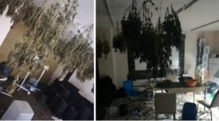 hırsızların girdiği ev uyuşturucu serası çıktı
