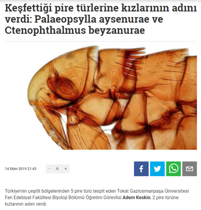 ayşenur ve beyaznur isimli pire türü