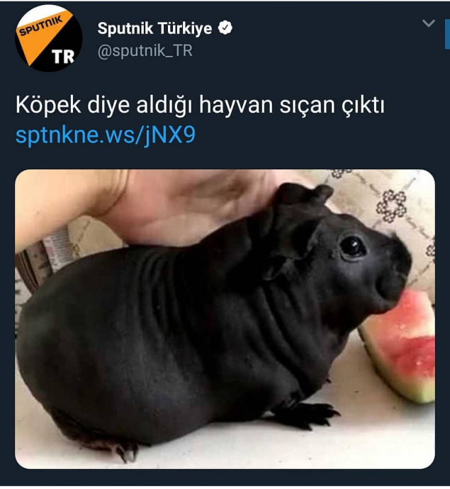 köpek diye alınan hayvanın sıçan çıkması