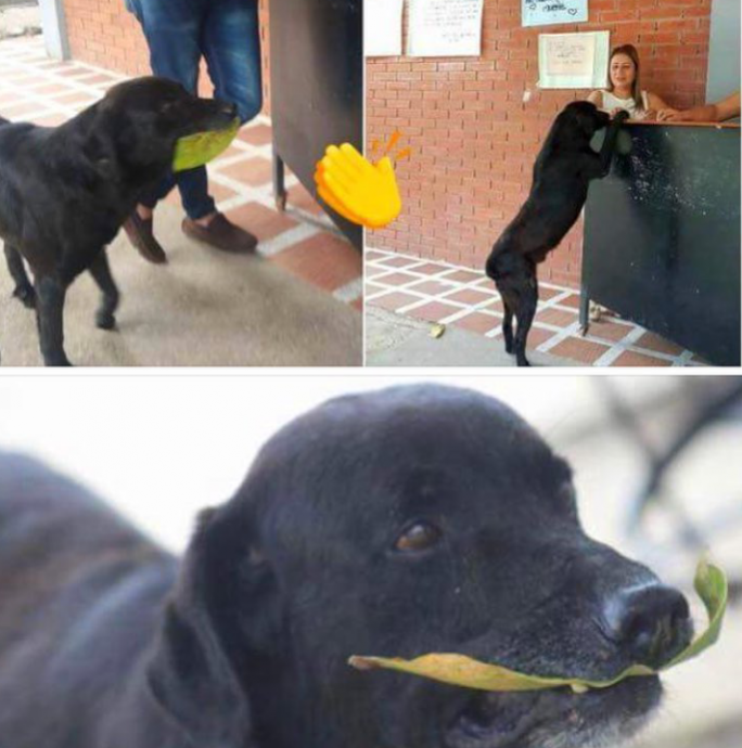 alışveriş yapmayı öğrenen köpek