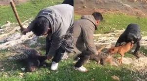 şanlıurfa da oklu kirpiyi döverek öldürenler