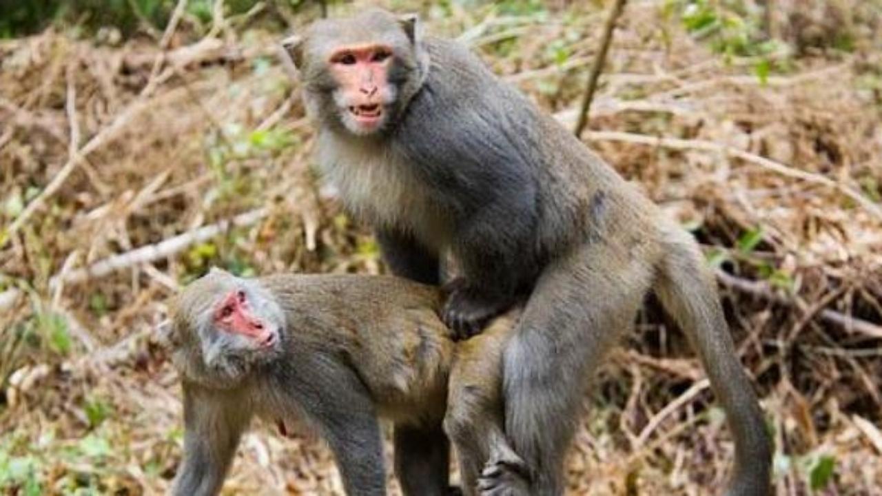 Monkey sex shows