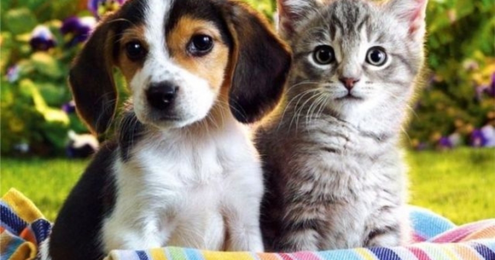 Kedi ve Köpeklerin Fena Halde Şapşal Olduklarını Kanıtlayan 17 Şirin Gif