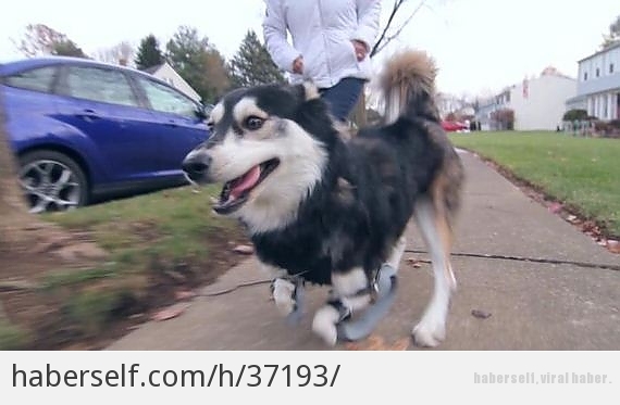 3 Boyutlu Yazıcı Sayesinde Tekrardan Yürümeye Başlayan Sevimli Köpeğin Yürekleri Isıtan 7 Görüntüsü