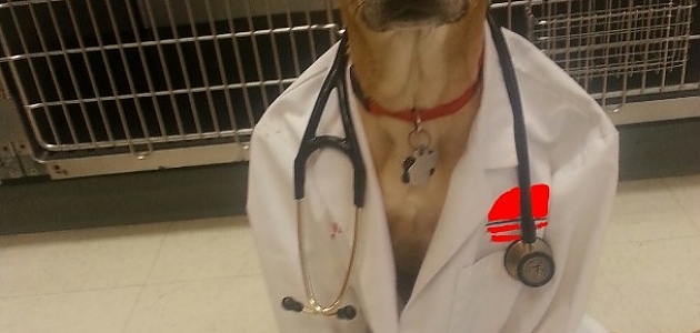 Şaşkın Köpeklerin Birbirinden Sevimli 17 Hali