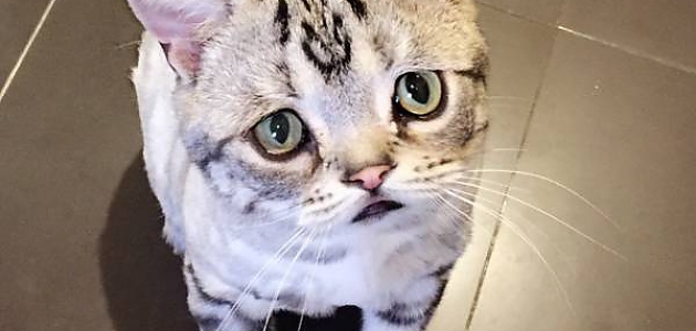 Dünyanın En Kederli Kedisi Luhu'nun Sizleri Hüzne Boğacak 14 Üzgün Fotoğrafı