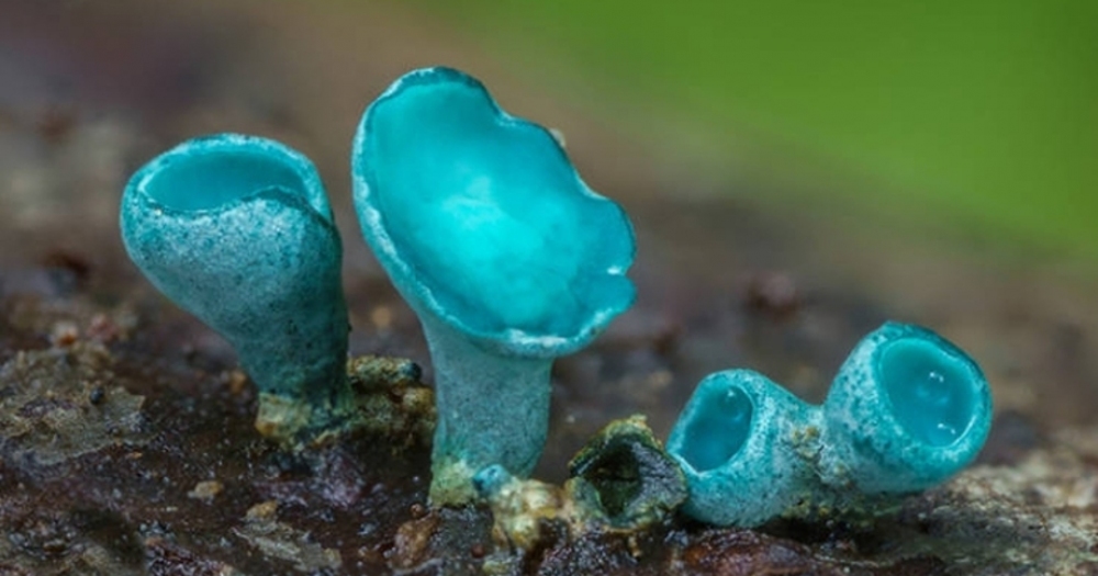 Makro Fotoğraflarla Mantarların Büyülü Dünyası