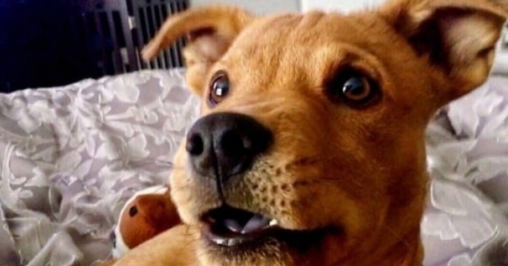 Alakasız Türler Birleştirilerek Üretilmiş Melez Köpek Türleri