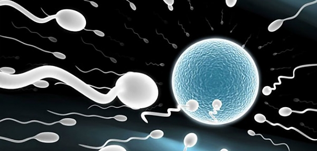 Kadınlar da Okusun: Spermler Hakkında Mutlaka Bilmeniz Gereken 14 Bilimsel Gerçek