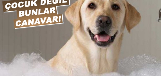 (+18) Köpeğe Yapılan Akılalmaz İşkence Kameralara Kaydedildi