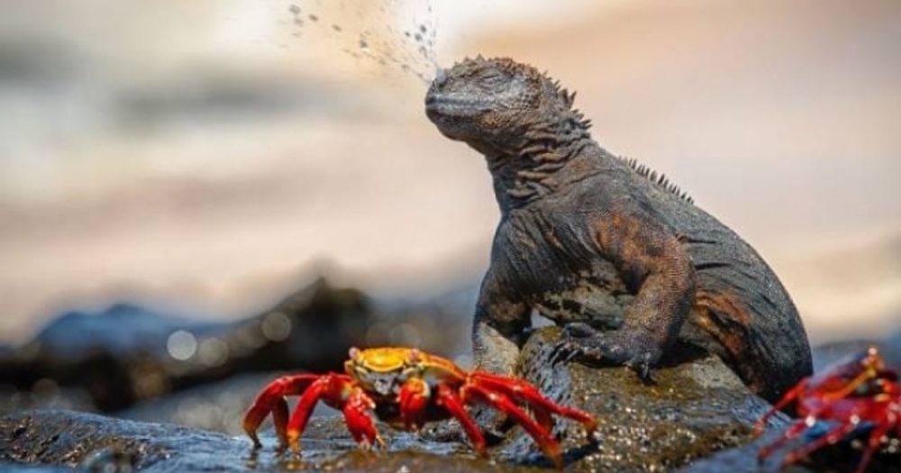 National Geographic Tarafından Seçilmiş, 2017 Yılına Ait En İyi 30 Doğa Fotoğrafı