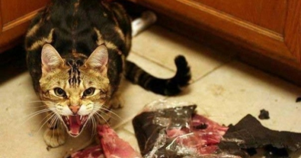 Nihayet Sevimli Görüntülerinden Sıyrılıp Bizlere Gerçek Şeytani Yüzlerini Göstermiş 20 Kedi
