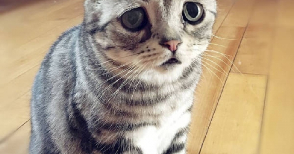 Dünyanın En Hüzünlü Kedisi Luhu'nun Sizleri Depresyona Sokacak 17 Fotoğrafı