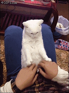 Kedilerin Neden İnternetin Favorileri Olduğunu Kanıtlayan 17 Sevimli Gif