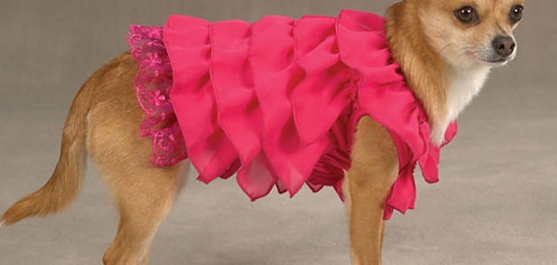 Senden Benden Daha İyi Bir moda Anlayışına Sahip Sevimli Köpeklerin 17 Fotoğrafı