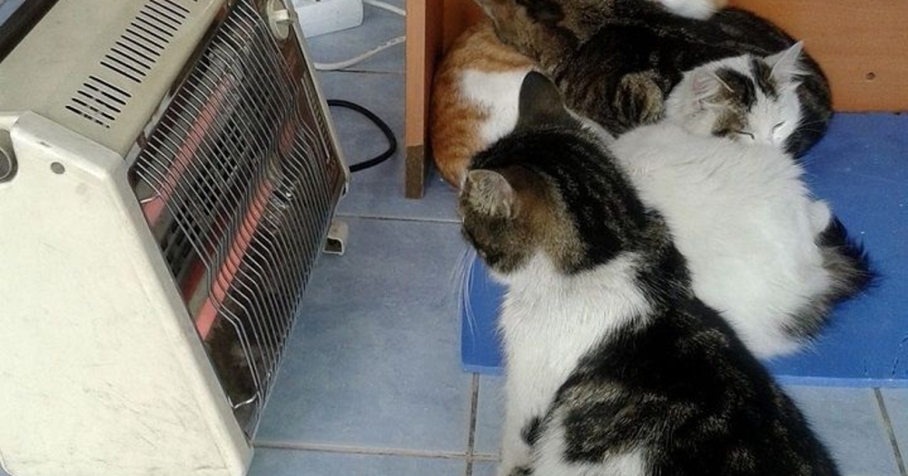 Sokaktaki Can Dostlarımıza Kalplerini Açanlardan İçinizi Isıtacak Kareler