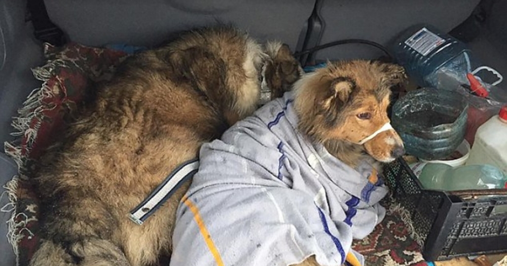 Tren Raylarına Sıkışan Eşinin Başında, Kar ve Soğukta İki Gün Boyunca Bekleyen Köpek