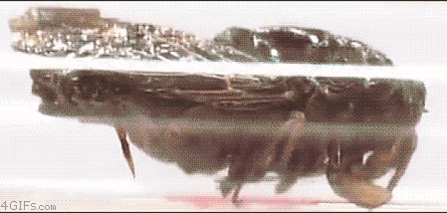 İnsanlar ve Böcekler Arasındaki Amansız Savaşı Anlatan 9 gif