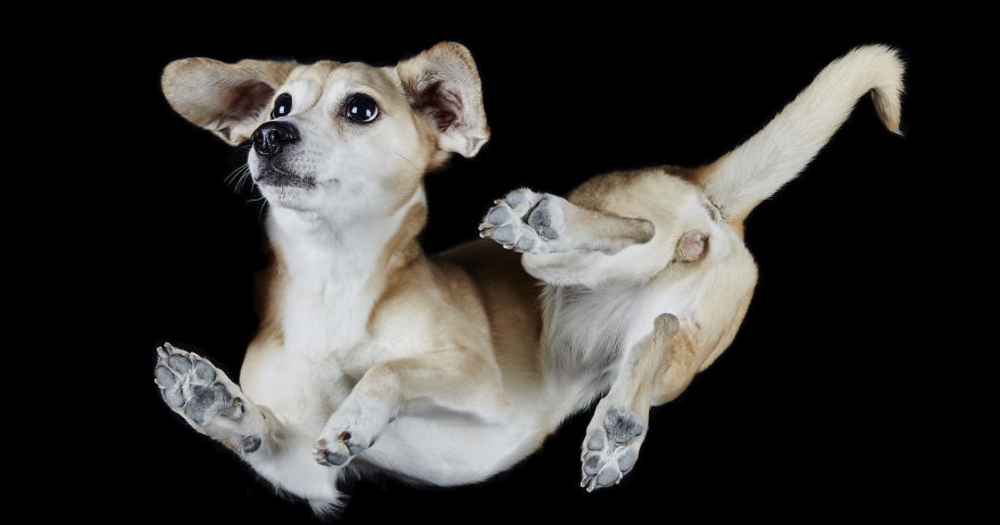 Köpeklerin Sevimli Patilerinin Altından Çekilmiş 17 Fotoğraf