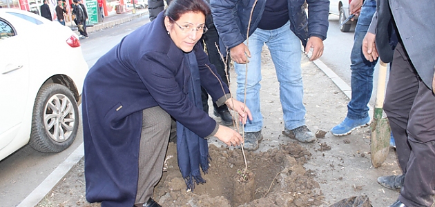 Ağrı Belediyesi’nden 50 bin fidan dikme projesi!
