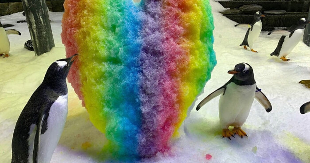 Anne ve Babaları Tarafından Terk edilen Yumurtaları Evlat Edinen Gay Penguenler