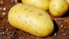 patates / #2425750