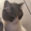 kedi