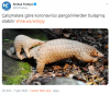corona virüsü pangolin hayvanından geçmiş olabilir / #1974872