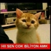 kedilerin gereksiz canlılar olması / #1188846